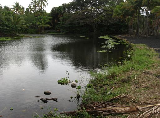 File:Lagoon Near Black Sand Beach, Punalu'u Beach, Big Island of Hawaii,  Hawaii (4529528504).jpg - Wikimedia Commons