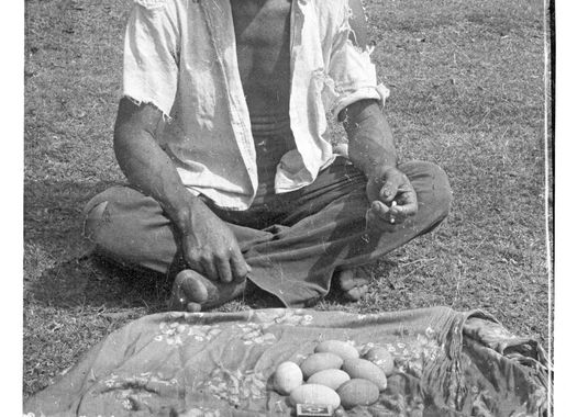 Fichier:Malau eggs.jpg — Wikipédia