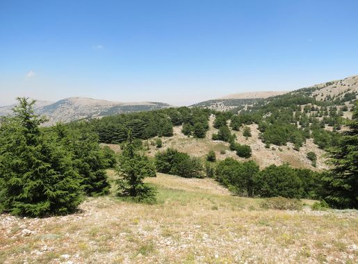 File:Barouk Cedar Forest - Massiyef El Mir Site 2016 3.jpg - Wikimedia  Commons