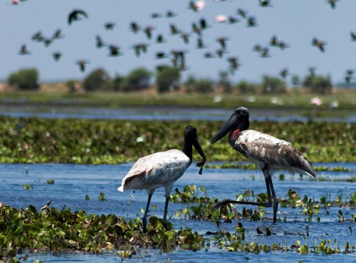 File:Jabiru - Garzón Soldado (Jabiru mycteria) (8576613973).jpg - Wikimedia  Commons