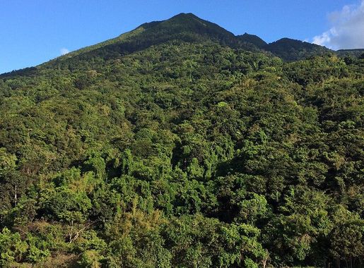 File:Kittitian Hill - Forest.jpeg - Wikimedia Commons