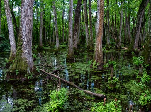 File:View from Cypress Swamp Boardwalk along the Natchez Trace Parkway near  Canton, Mississippi.jpg - Wikipedia