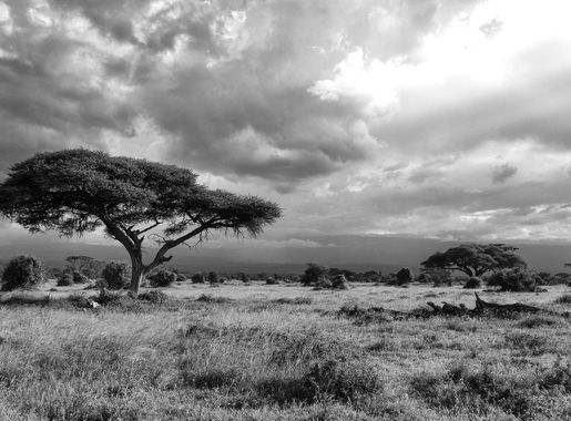 Free Images : landscape, tree, nature, grass, rock, horizon, wilderness,  cloud, black and white, hill, adventure, summer, weather, holiday, savanna,  plain, grassland, habitat, safari, kenya, rural area, monochrome  photography, east africa, atmospheric