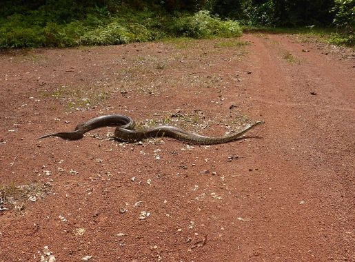 File:African rock python.JPG - Wikimedia Commons