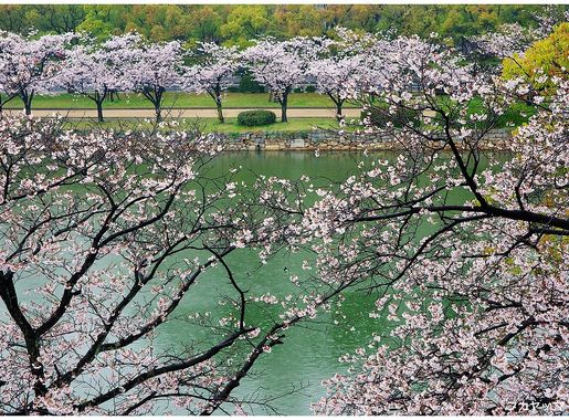 File:Cherry Blossoms From Hiroshima Castle (29936643).jpeg - Wikimedia  Commons