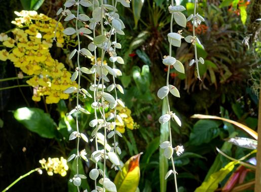 File:Dischidia nummularia - Marie Selby Botanical Gardens - Sarasota,  Florida - DSC00887.jpg - Wikimedia Commons