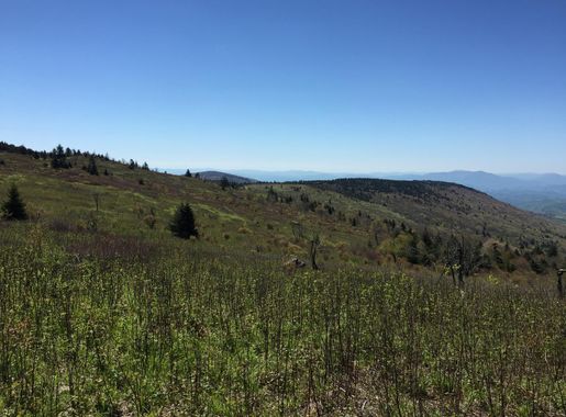 File:2017-05-16 11 17 00 View southeast from the Appalachian Trail on the  southeast side of Mount Rogers, within the Lewis Fork Wilderness of Grayson  County, Virginia.jpg - Wikimedia Commons