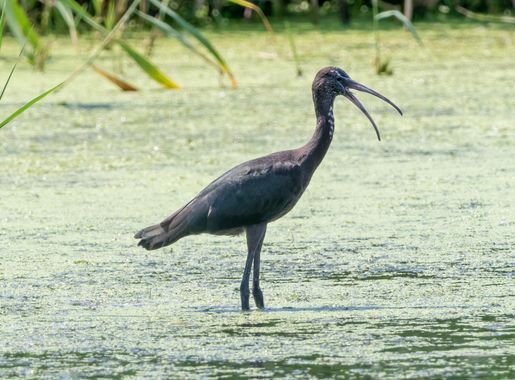 File:Juvenile glossy ibis at JBWR (30026).jpg - Wikimedia Commons