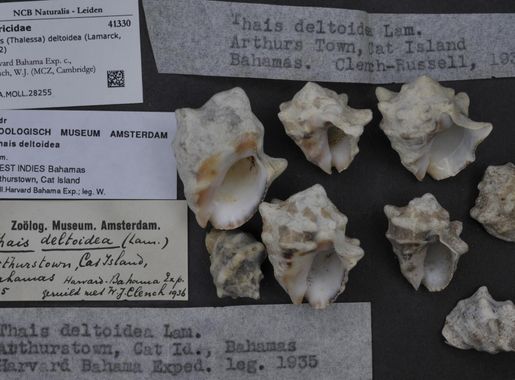 File:Naturalis Biodiversity Center - ZMA.MOLL.28255 - Thais deltoidea  (Lamarck, 1822) - Muricidae - Mollusc shell.jpeg - Wikimedia Commons