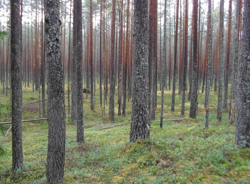 Fayl:Agusalu maastikukaitseala.JPG — Vikipediya