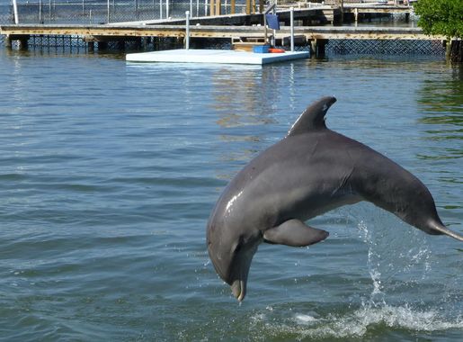 File:Dolphin-Research-Center, Florida Key's - a Bottlenose Dolphin  (15835326416).jpg - Wikimedia Commons