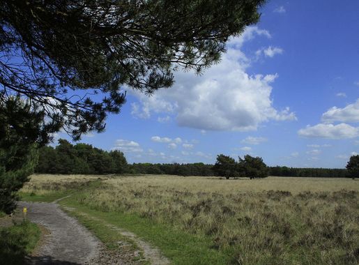 File:Het Leersumse Veld op het Nationaal Park Utrechtse Heuvelrug..JPG -  Wikimedia Commons