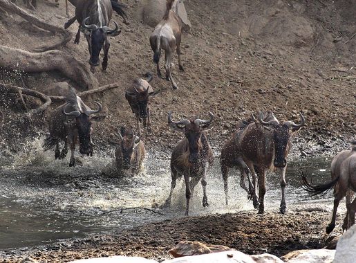 File:Serengeti wildebeest migration JF.jpg - Wikimedia Commons