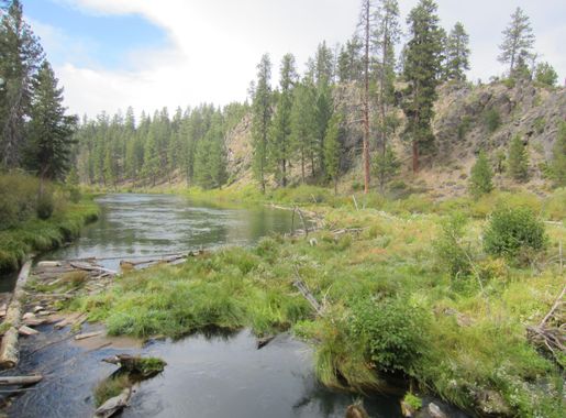File:Deschutes River Trail to Benham Falls, Oregon (2014) - 10.JPG -  Wikimedia Commons