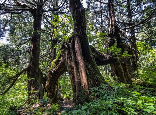File:Ancient Sugi on Sado Island, Japan (199511709).jpg - Wikimedia Commons