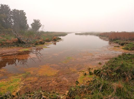 File:Misty Assateague Island Marsh - HDR (19580731414).jpg - Wikimedia  Commons