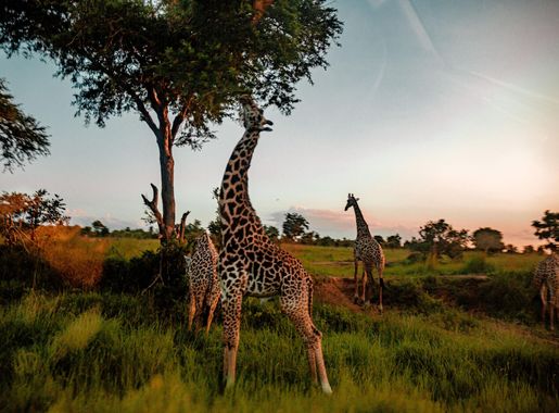 File:Giraffes in Mikumi National Park Tanzania.jpg - Wikimedia Commons