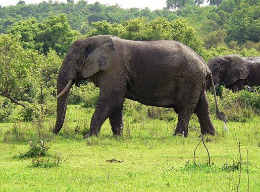 File:Elefant Ghana.jpg - Wikimedia Commons