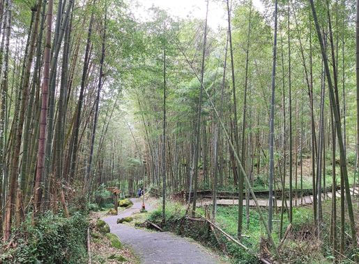File:Xitou Nature Education Area-12.2023-10-18.jpg - 维基百科，自由的百科全书