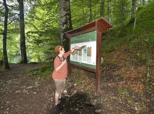 File:Beauty of National Park Biogradska Gora, Montenegro 06.jpg - Wikimedia  Commons