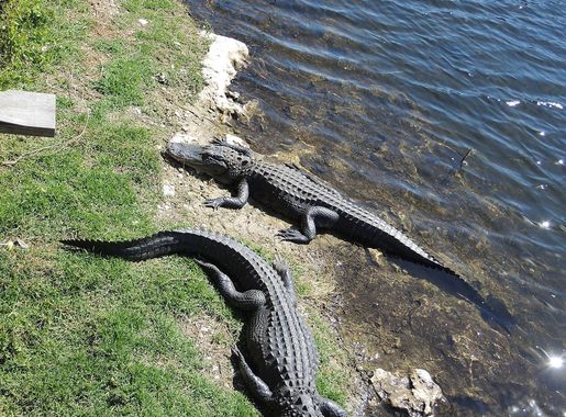 File:Alligators-OasisVisitorCenter-BigCypressNationalPreserve.JPG -  Wikimedia Commons