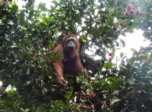 File:PONGO PYGMAEUS TANJUNG PUTING NATIONAL PARK.jpg - Wikimedia Commons