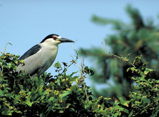 Free picture: up-close, night heron, bird, standing, top, bush