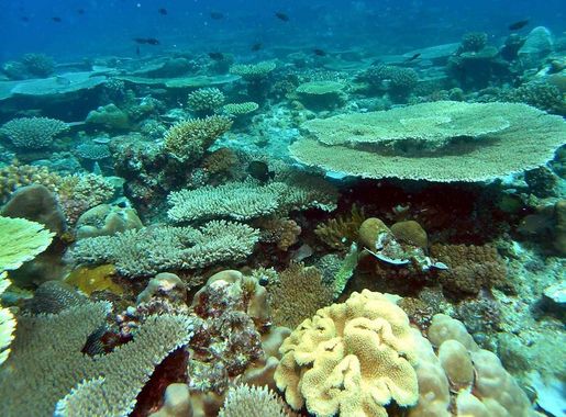 File:Ouallah-Mohéli-Corail.jpg - Wikimedia Commons