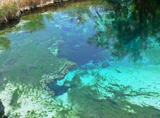 File:Ash Meadows Crystal Spring 2.jpg - Wikimedia Commons
