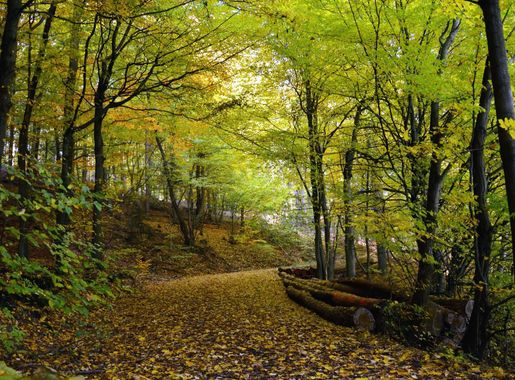 Free picture: forest, road, boulder, tree, mountain, branch, leaf