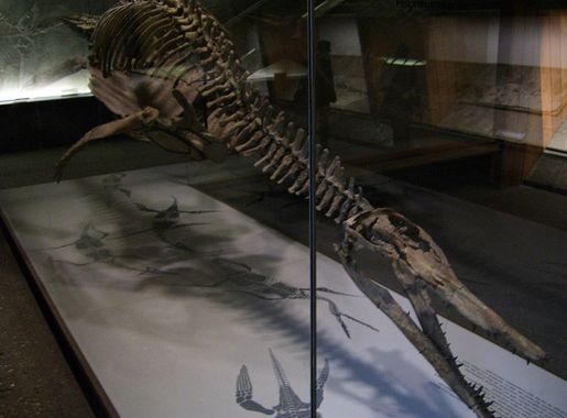 Datei:Naturmuseum Senckenberg pliosaur.jpg – Wikipedia