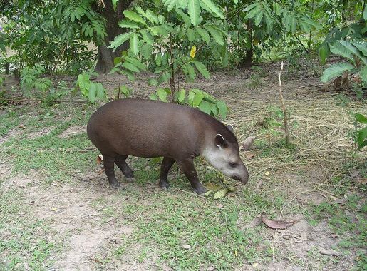 Archivo:Tapir colombia.JPG - Wikipedia, la enciclopedia libre