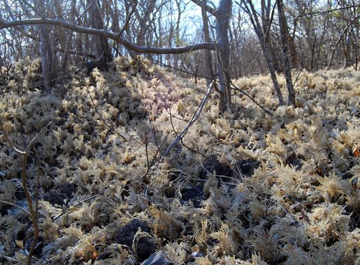 Faịlụ:Flickr - ggallice - Bosque seco.jpg - Wikipedia, Njikotá édémédé nke  onyobulạ