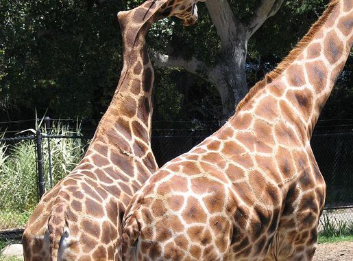 File:Gemima the Crooked Giraffe (Santa Barbara Zoo, 18 June 2005).JPG -  Wikimedia Commons