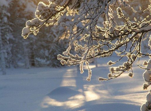 winter road snow covered trees | Free Photo - rawpixel