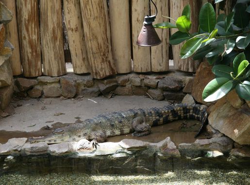 File:Ostravská ZOO, krokodýl štítnatý (crocodylus cataphractus) (3).JPG -  Wikimedia Commons