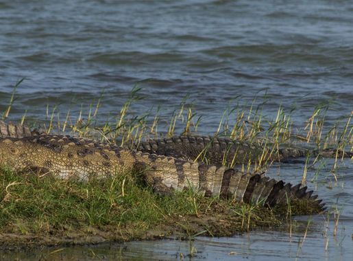 File:Mugger and Mash Crocodiles.jpg - Wikimedia Commons