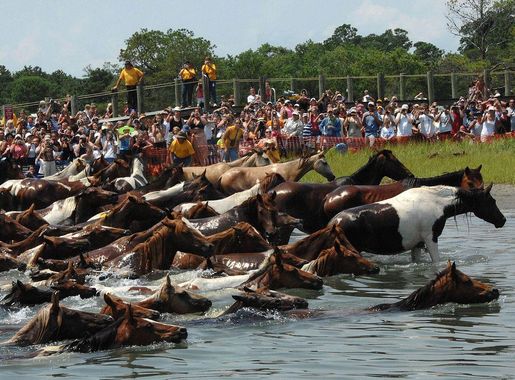 File:Chincoteague pony swim 2007.jpg - Wikipedia