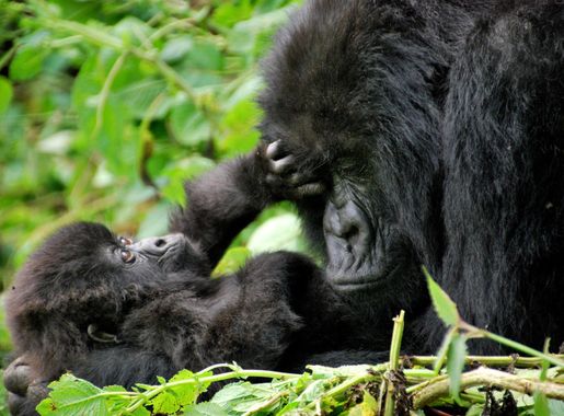 Dosiye:Mother and baby mountain gorillas. Volcanoes National Park, Rwanda  (8159411404).jpg - Wikipedia