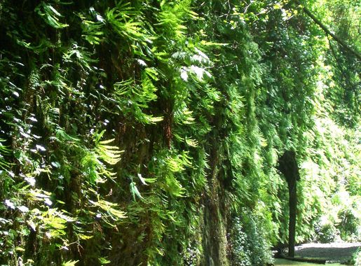 File:Fern Canyon in Redwood National Park, California with tree upside  down..jpg - Wikimedia Commons