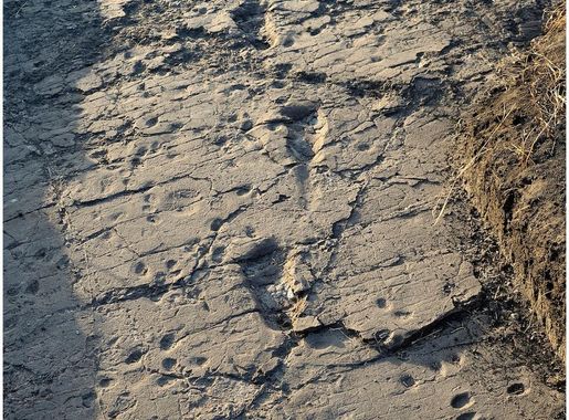 File:Test-pit L8 at Laetoli Site S.jpg - Wikimedia Commons