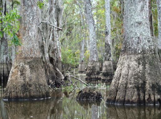 File:Honey Island Swamp 621.jpg - Wikimedia Commons