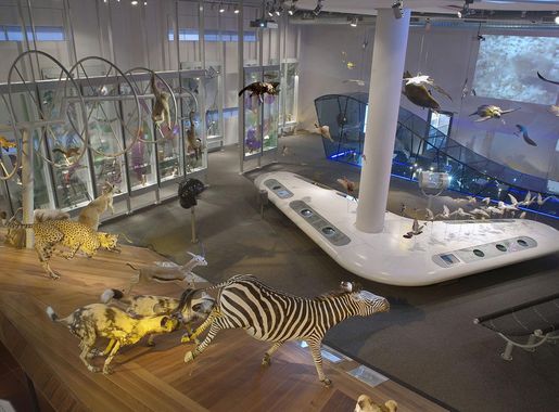 File:Naturalis Biodiversity Center - Museum - Exhibition Life 11 - Overview  including zebra, hyena, kangaroo, seabirds.jpg - Wikimedia Commons