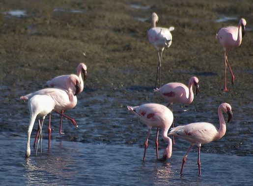 File:Phoeniconaias minor (Walvis Bay).jpg - Wikipedia