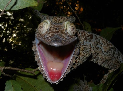 File:Giant Leaf-tailed Gecko, Nosy Mangabe, Madagascar.jpg - Wikimedia  Commons