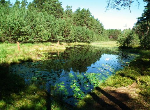 Plik:Lipnicki Loop, Bory Tucholskie NP (8).jpg – Wikipedia, wolna  encyklopedia