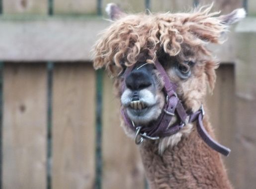 File:Jesmond Dene Pet Alpacas 1105.JPG - Wikimedia Commons