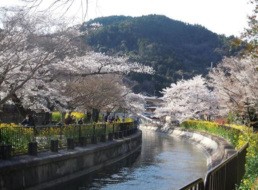 File:Yamasina Lake Biwa Canal and Cherry Blossom Viewing (5).JPG -  Wikimedia Commons