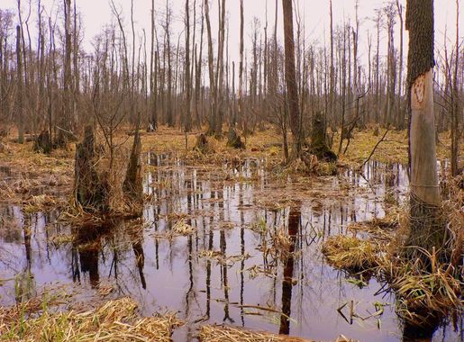 File:Poland Kampinos April 1.jpg - Wikipedia