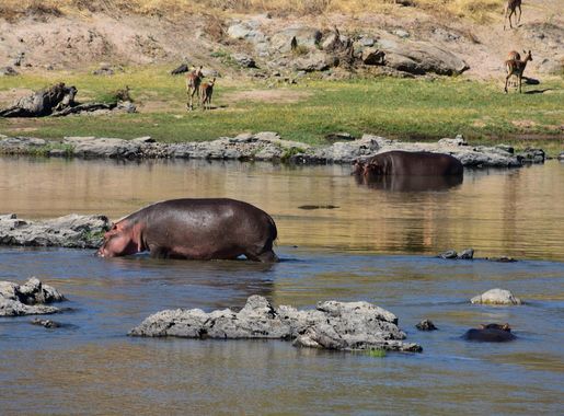 File:Hippo, Ruaha National Park (1) (28665440011).jpg - Wikimedia Commons